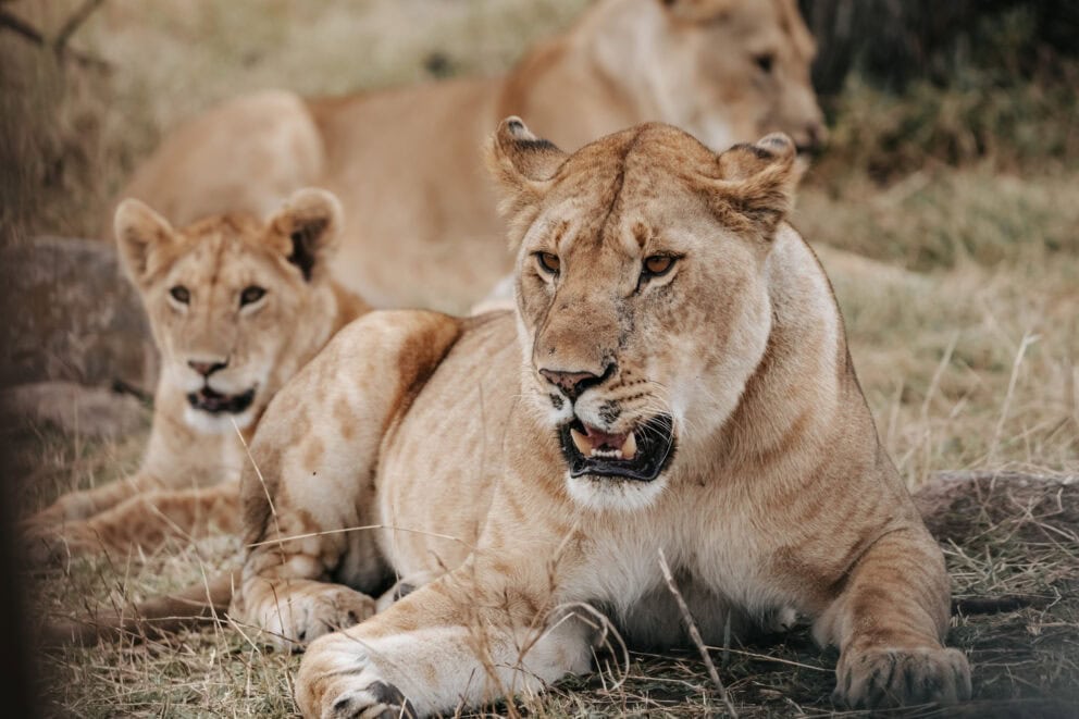 Lioness and cubs lounging in the Serengeti, where you can go to see lions in Africa.