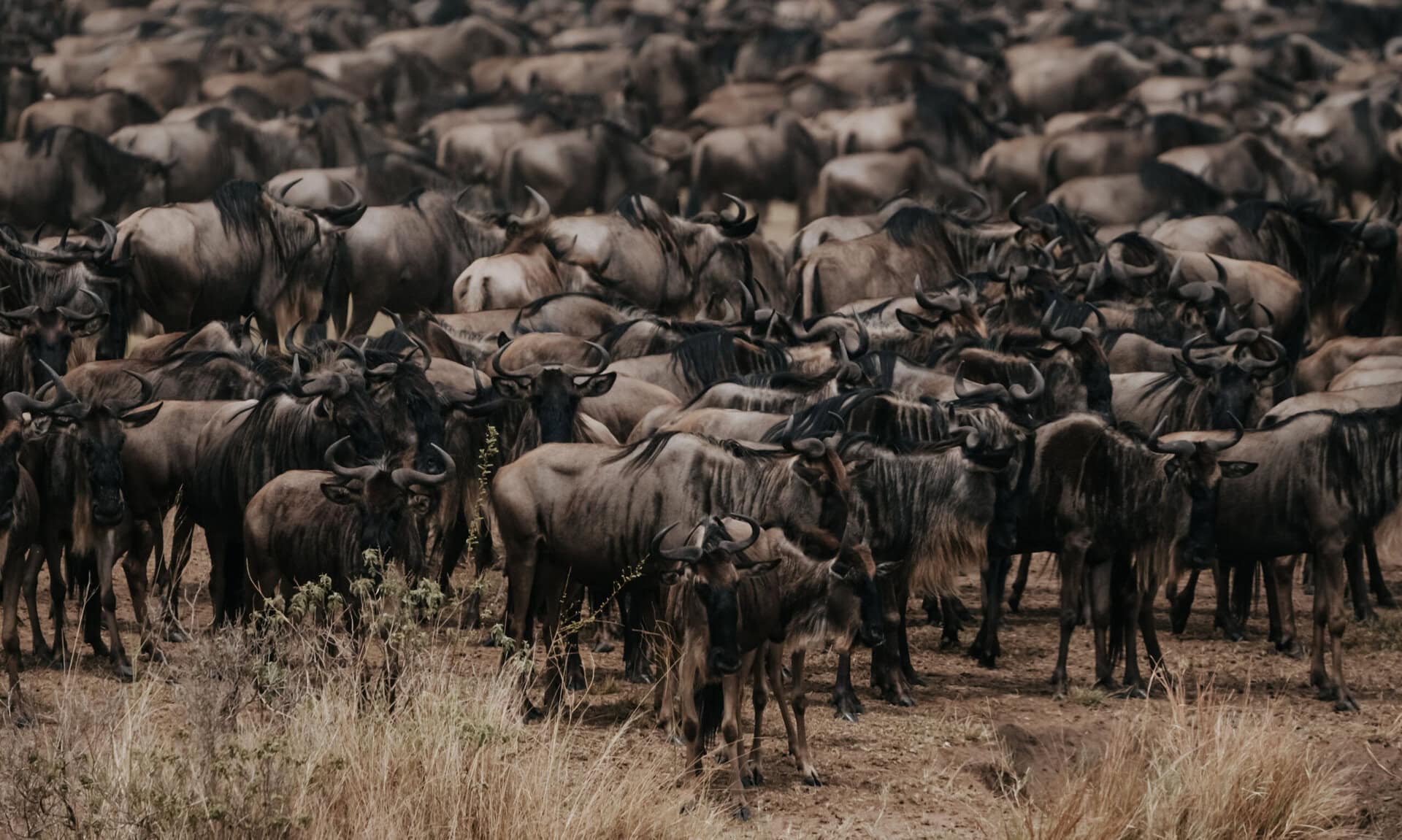 Herd of wildebeest in the Serengeti 