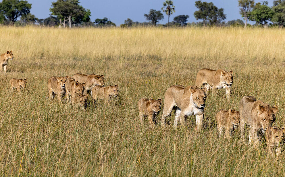 Lioness with her cubs Mokolwane in Okavango Delta, Botswana.