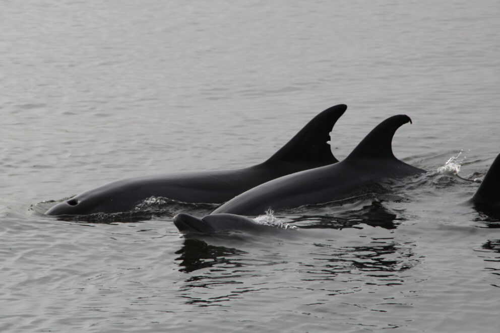Dolphins swimming in the waters off Walvis Bay, Namibia.