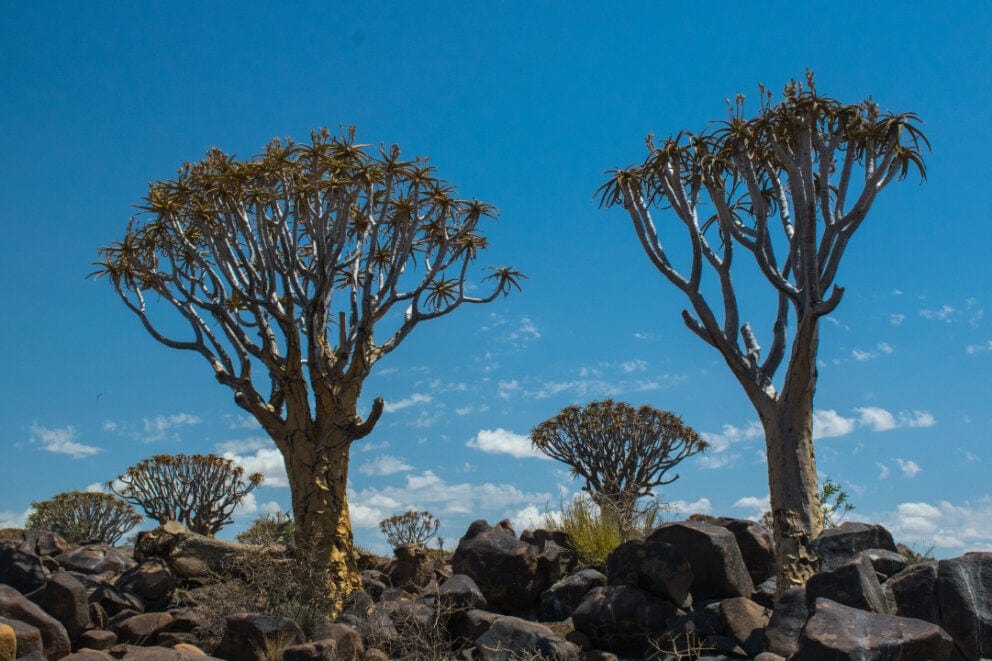 Quivertree Forest near Keetmanshoop, Namibia.