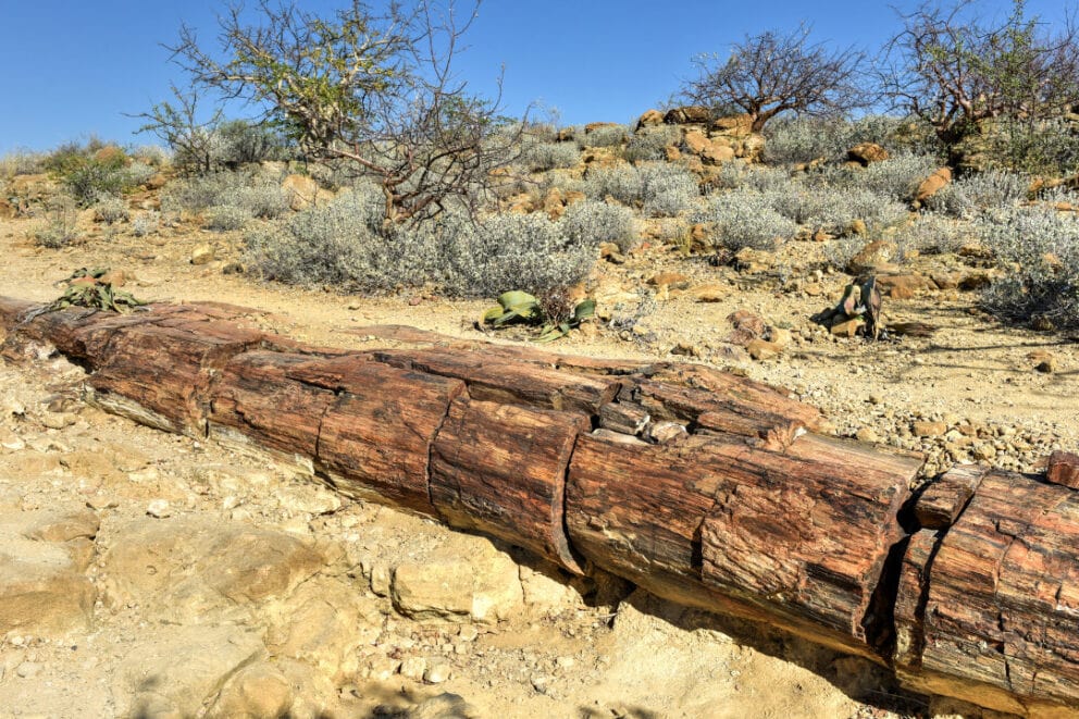 Fossilised tree at Petrified Forest in Namibia.