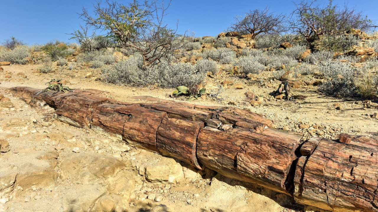 Fossilised tree at Petrified Forest in Namibia. Which you can see on a Damaraland safari