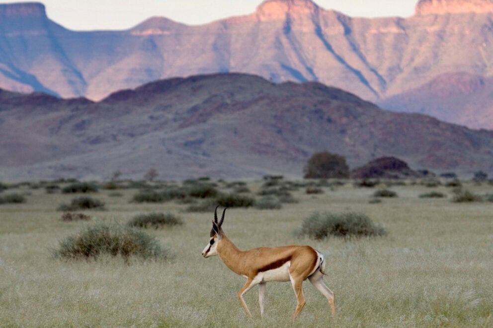 Springbok walks in the grasslands below Naukluft Mountains , Namibia.