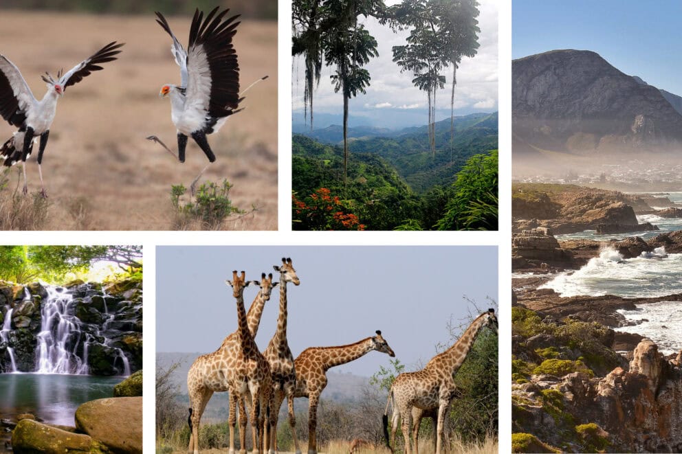 Collage of images: Two birds taking flight, lush tropical rainforest environment, small waterfall and rock pool, group of giraffes, rocky coastline and mountain. 