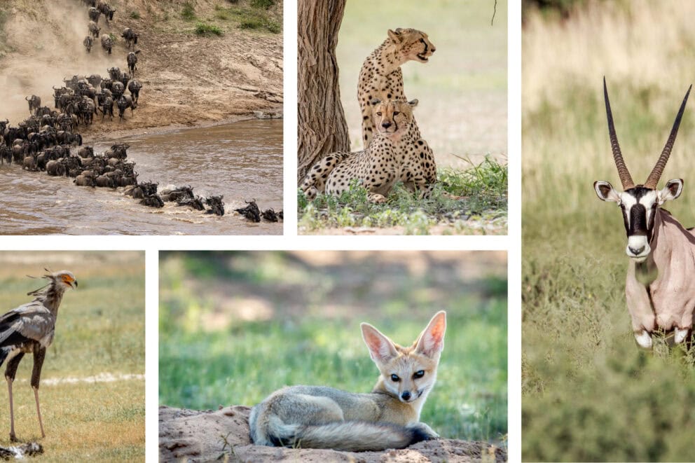 Collage of images: wildebeest herd crossing a river, two cheetahs resting in the shade of a tree an oryx in grassland, a bat-eared fox laying down, a long-legged bird in grassland. 
