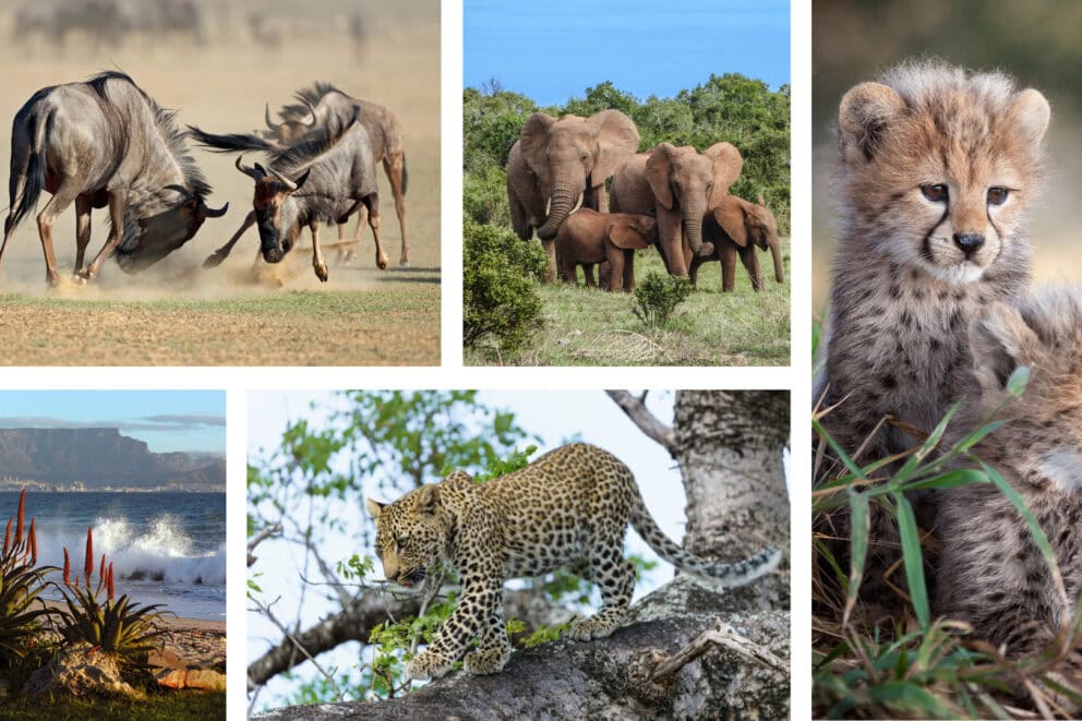 Collage of images: two wildebeest battling, a view of Table Mountain in Cape Town, a family of elephants in the wilderness, a leopard walking across a tree branch, and two cheetah cubs. 