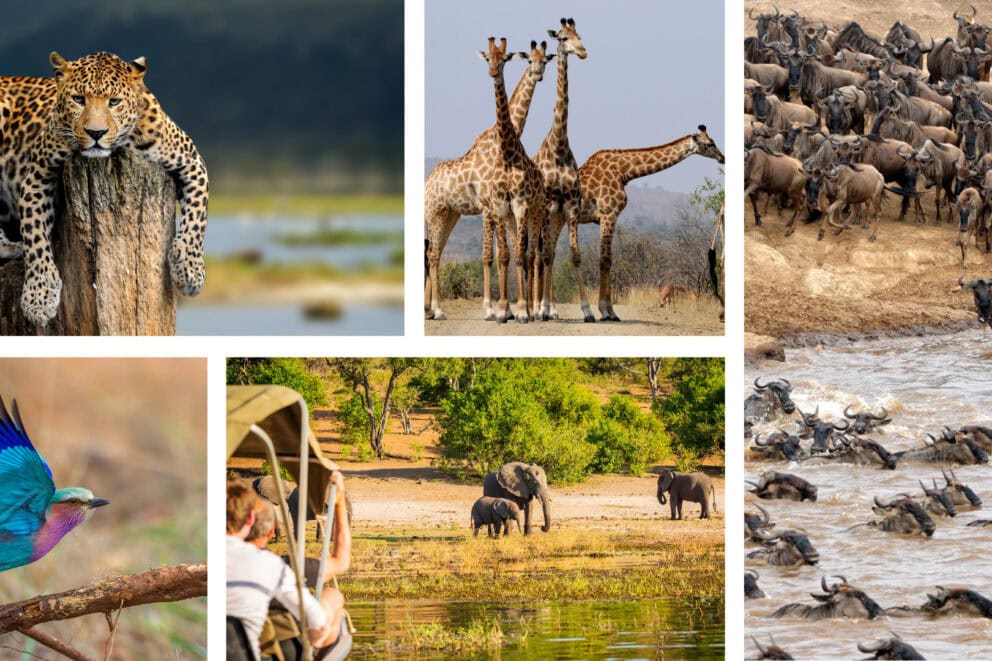 Collage of images: leopard resting on a tree stump, brightly coloured bird taking flight, four giraffes, people on a boat safari watching a group of elephants, wildebeest crossing a river. 
