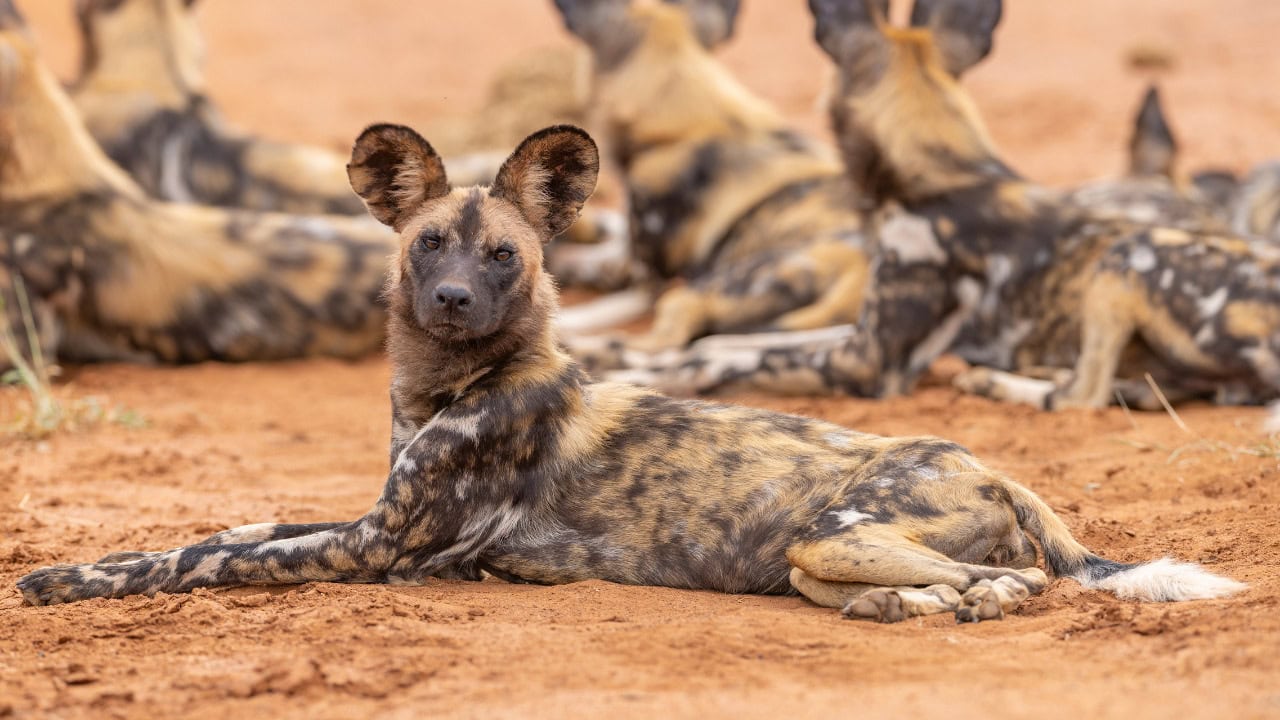 A pack of African Wild DOgs.