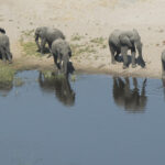 Aerial view of elephants by the water in Chobe National Park, Botswana | Photo credit: Linyanti Bush Camp