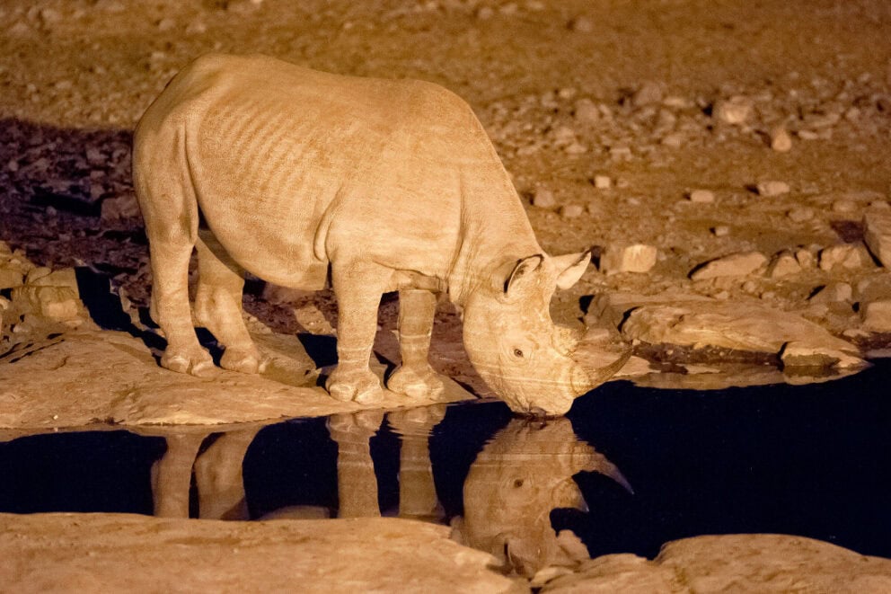 Rhino drinks at a waterhole at Halali Camp, Namibia.