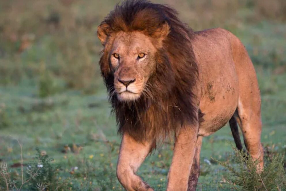 A majestic male lion in the Serengeti National Park, Tanzania | Photo credit: Usawa Serengeti Mobile Camp
