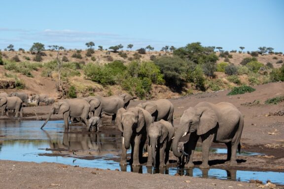 Elephants at a water source in Mashatu Game Reserve in May, one of the best times to visit Botswana