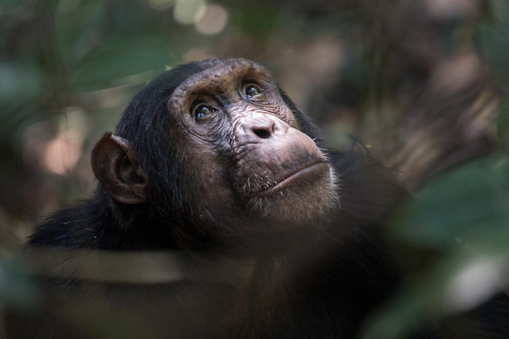 A chimp gazing up into the sky