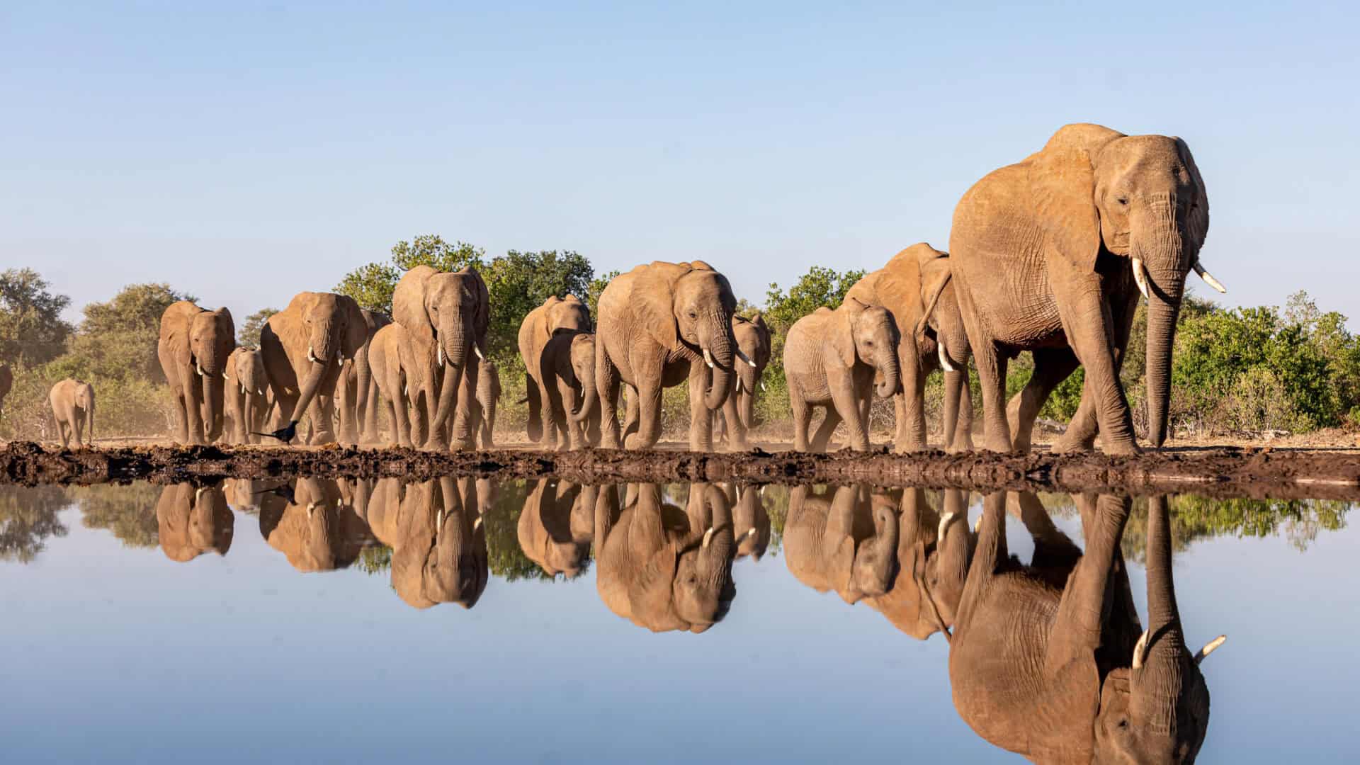 Mashatu Land of the Giants Safari
