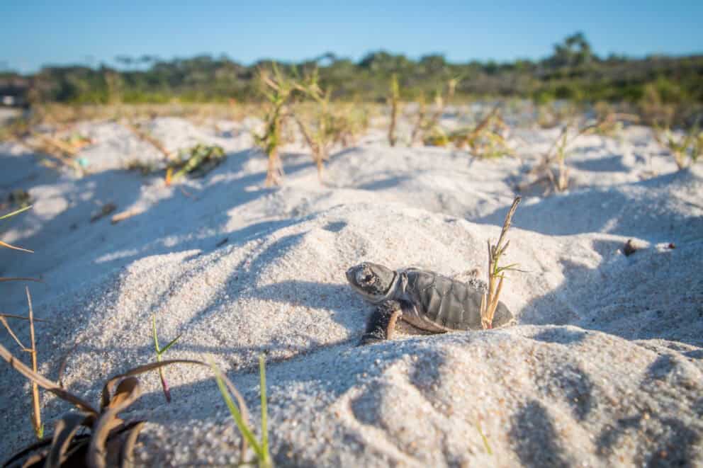 Green sea turtle hatchling on the beach.