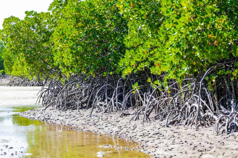 Mangroves growing at Mida Creek. Watamu, Kenya.