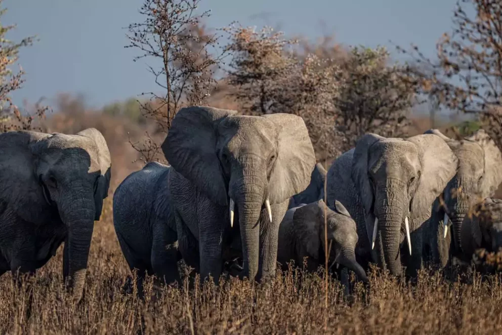 Herd of elephants at Usangu Expedition Camp, Tanzania.