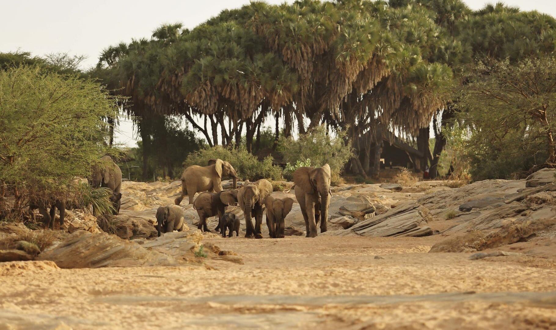 Samburu, Rhinos and Mara Safari