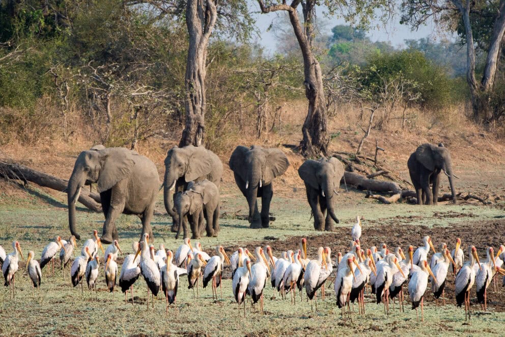 Elephants and birds on a game drive | Photo credit: Tena Tena