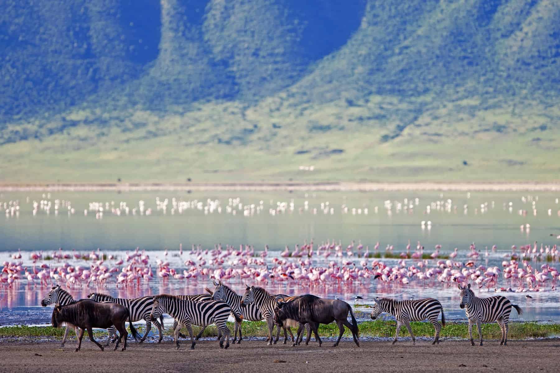 Wildlife in Ngorongoro crater, Tanzania