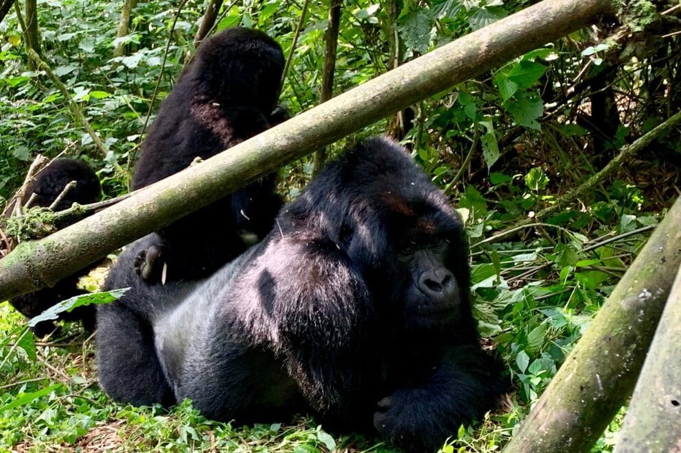 A gorilla laying in the cool shade of the trees on the lush green grass at Tiloreza Volcanoes Eco Lodge, Rwanda.