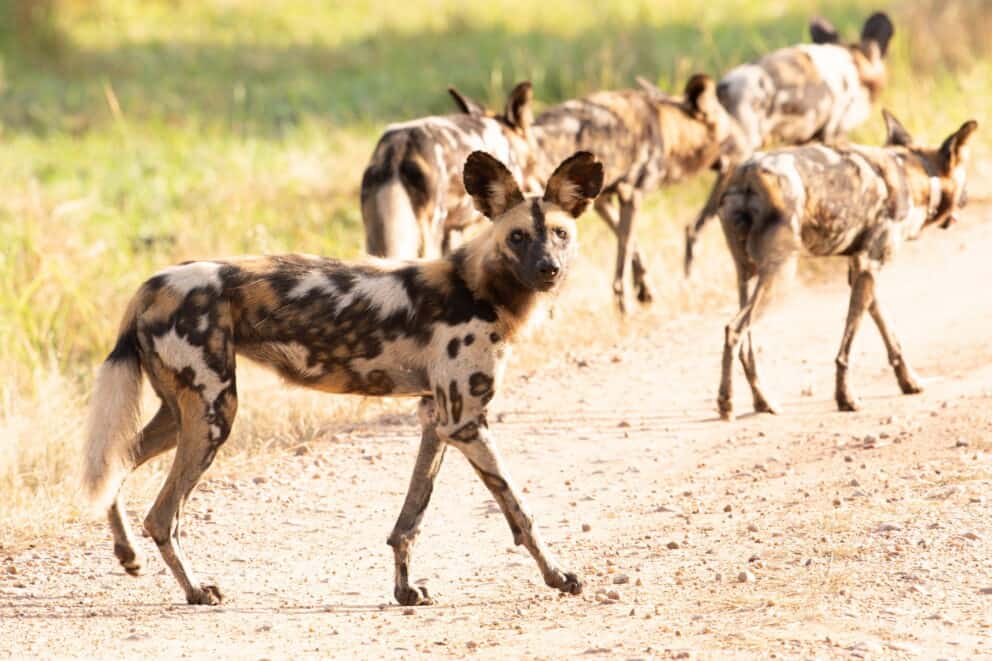 Pack of African wild dogs walking down a dirt road under the midday sun at Shawa Luangwa Camp.
