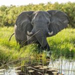 Elephant wading through the water of the Okavango Delta in May, one of the best times of year to visit Botswana.