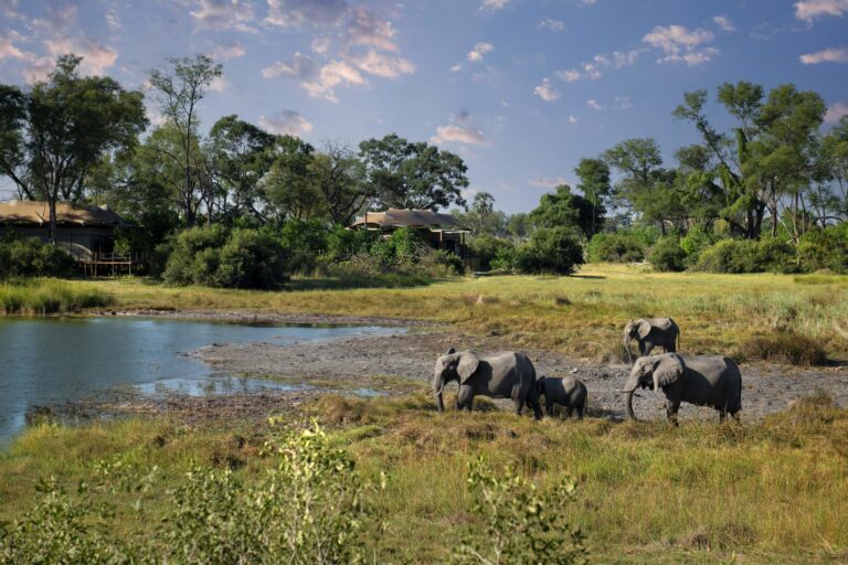 A herd of elephants near a waterhole at Atzaro Okavango Camp, Botswana.