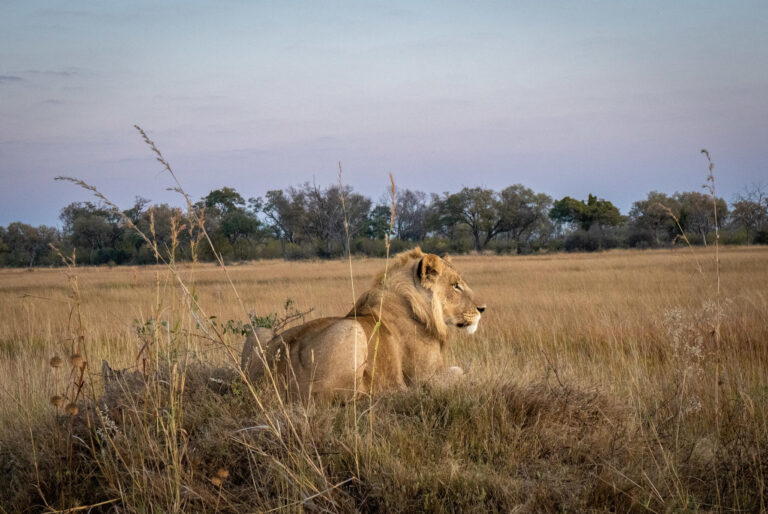 A lion resting on a sand mound near Atzaro Okavango Camp, Botswana.