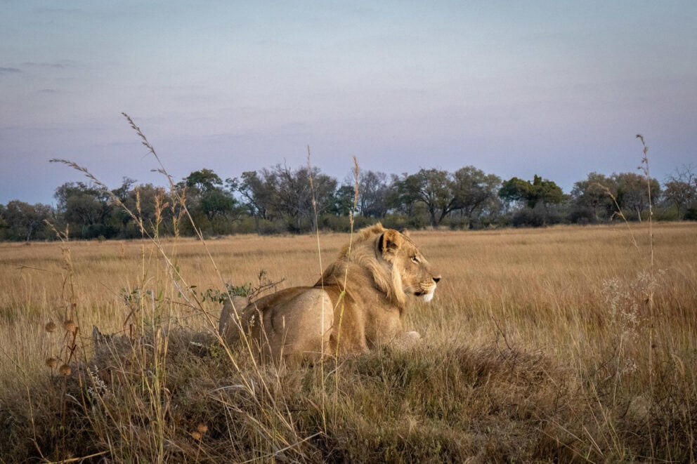 A lion resting on a sand mound near Atzaro Okavango Camp, Botswana.