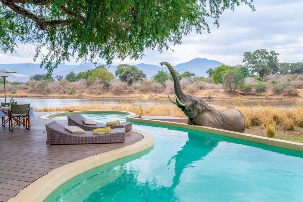 An elephant picking leaves from a tree overhanging at the pool area at Chongwe House, Zambia.