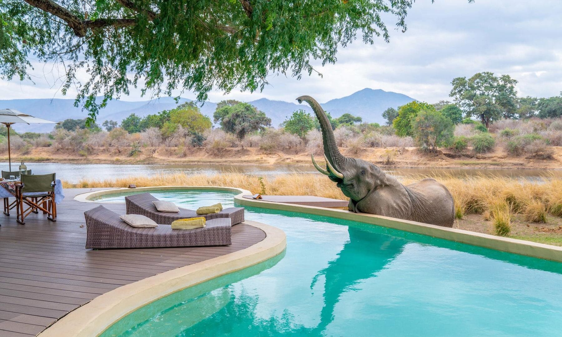 Best of Zambia Safari
