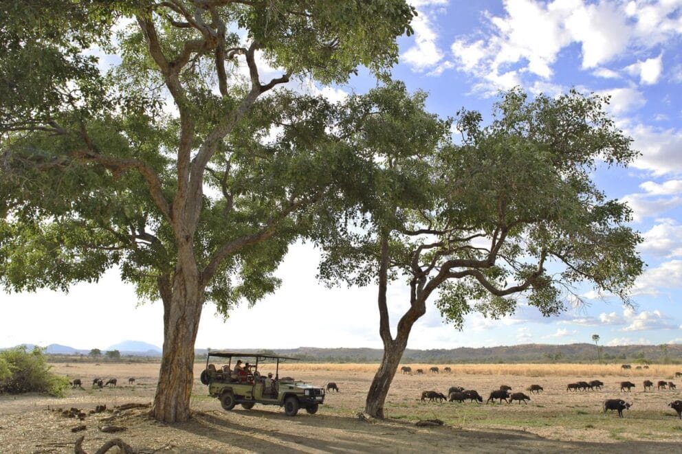 A safari vehicle is parked between two trees while the passengers watch a herd of buffalo grazing across the open plains of Ruaha National Park near Jabali Ridge, Tanzania.