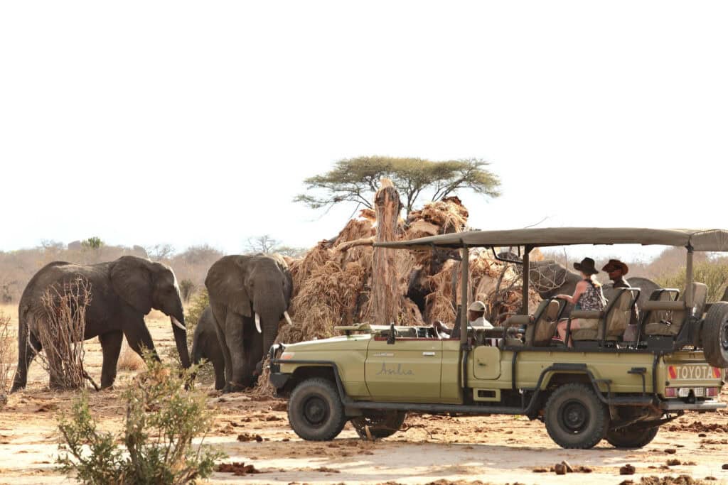 Game drive with elephants eating a baobab