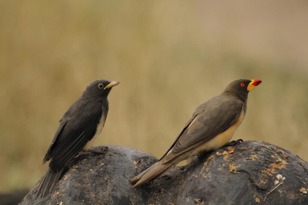 Close-up of oxpeckers on an African buffalo
