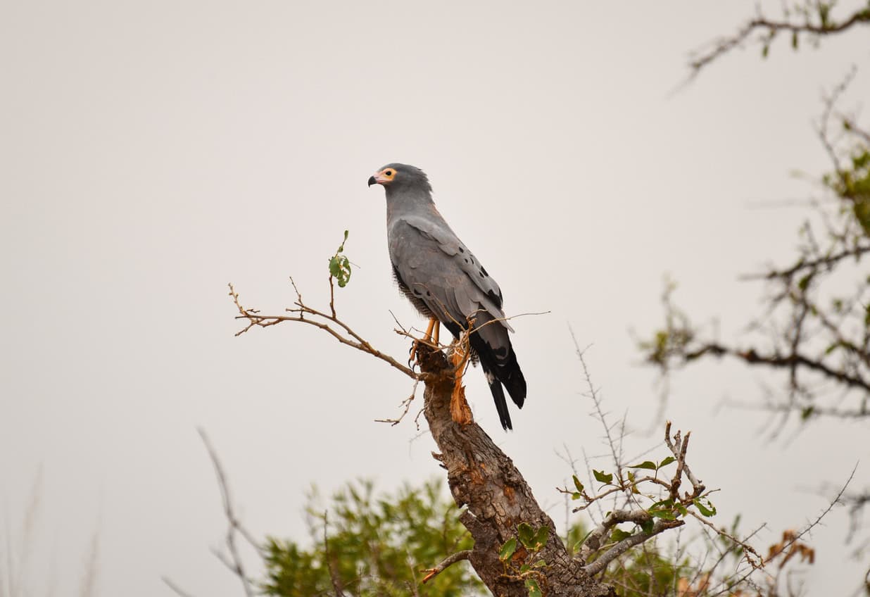An African harrier-hawk (Polyboroides typus) perched on a tree on the woodlands of central Kruger National Park, Mpumalanga Province, South Africa