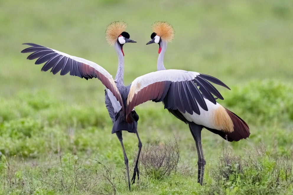 Birds in Kenya