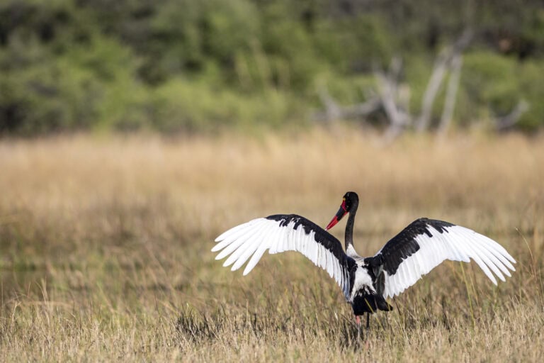 A saddle-billed stork spreading its wings.