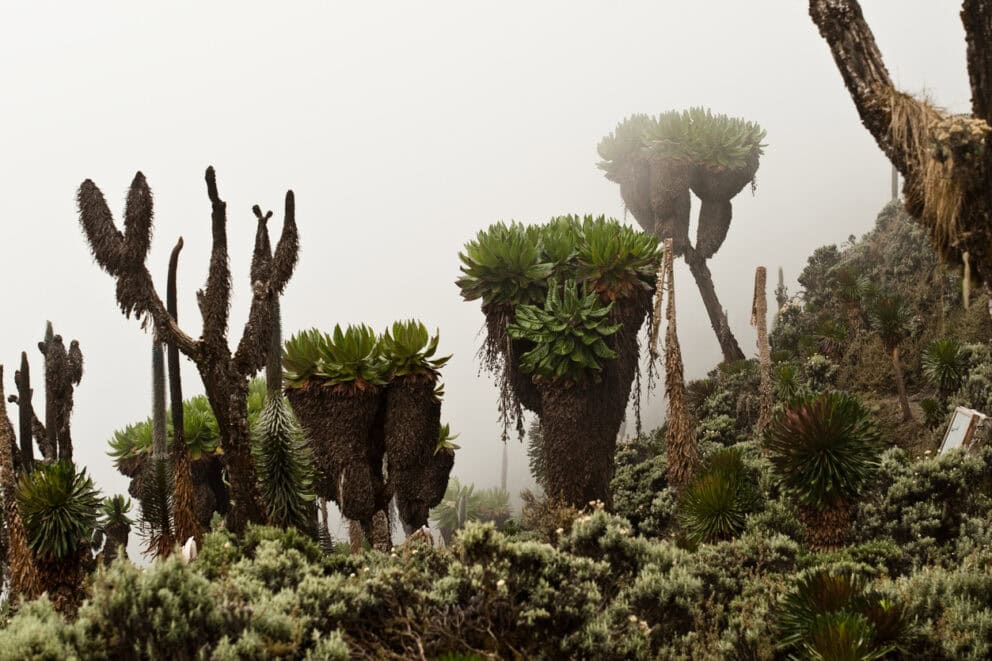 Unique plants in Kenya
