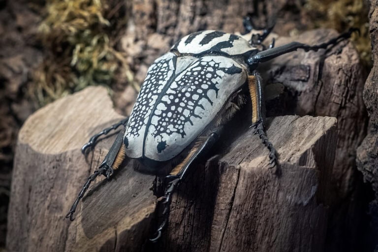 Meet the Goliath Beetle: The World’s Heaviest Insect – Discover Africa