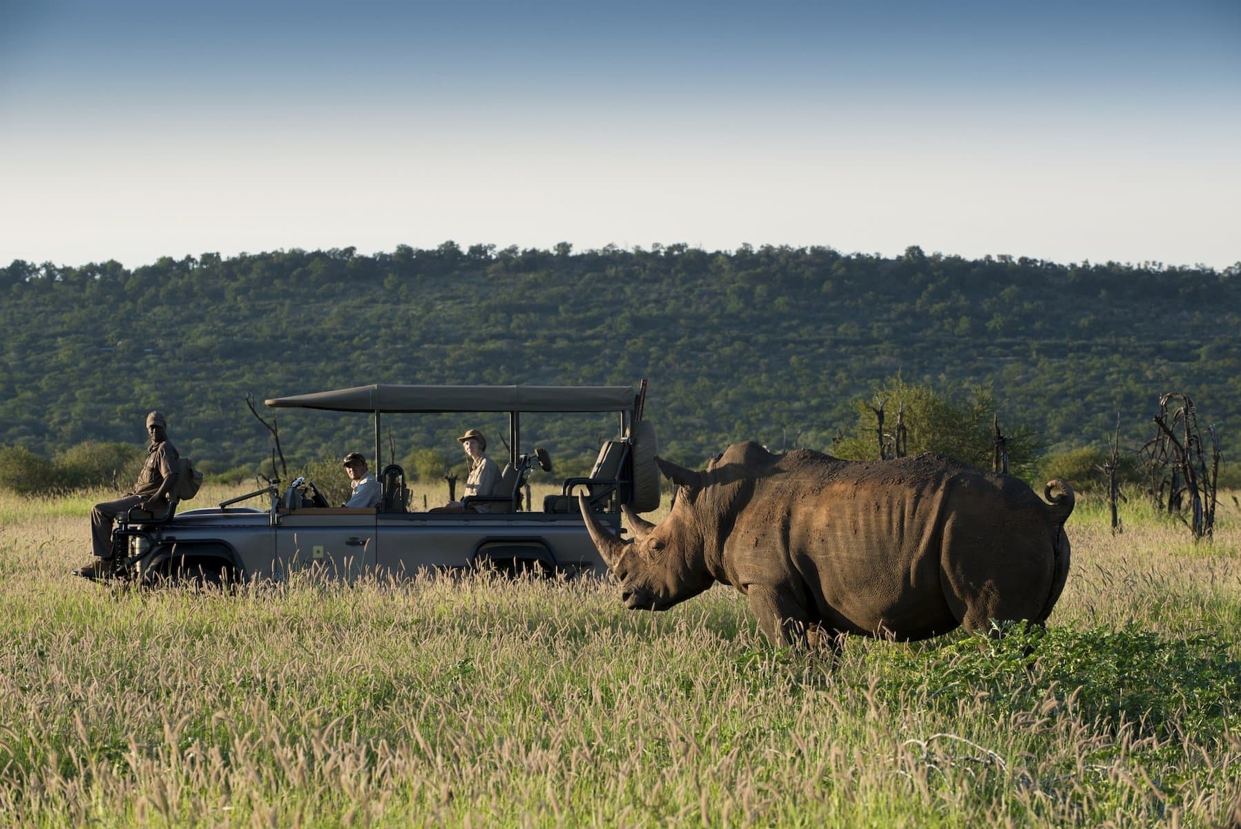 White Rhino grazing near a safari vehicle in Madikwe Game Reserve