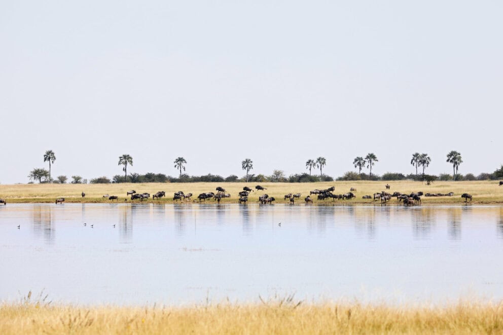 Landscapes of Makgadikgadi Pans for a Botswana photography safari packages