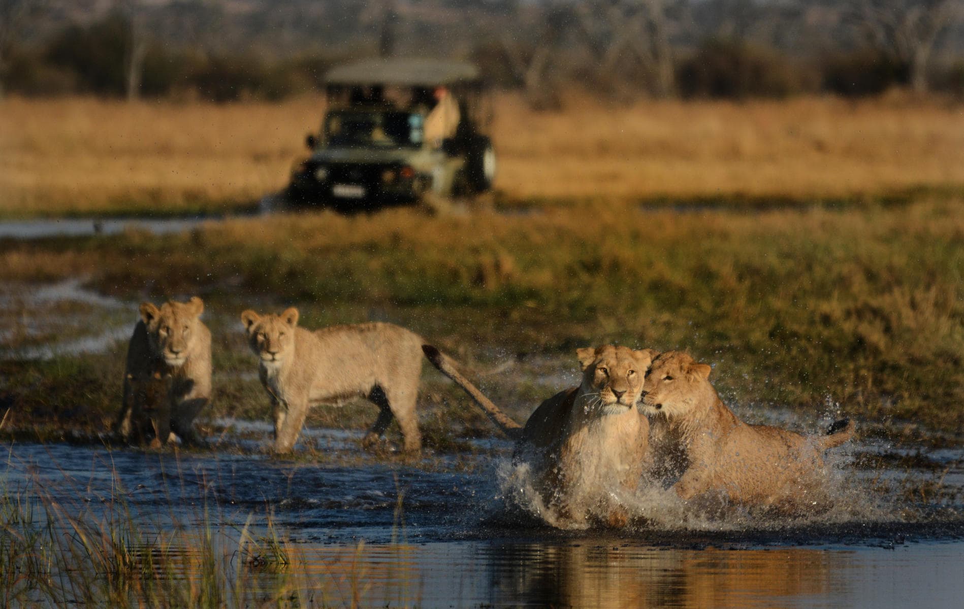 A lion pride cooling down at the waterhole while tourists in a safari vehicle observe from a distance at Camp Savuti, Botswana.
