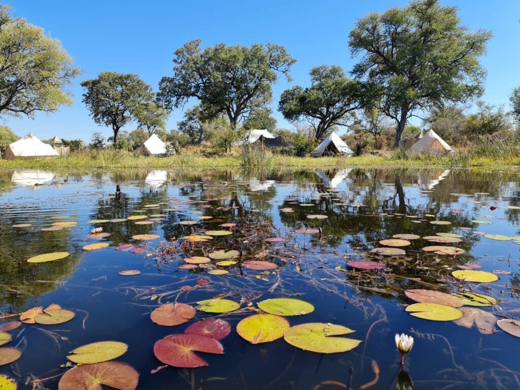 Feline Fields Vintage Camp