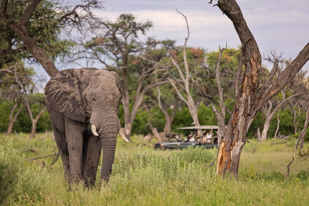 Elephant being observed on a safari | Photo credit: Feline Fields Vintage Camp