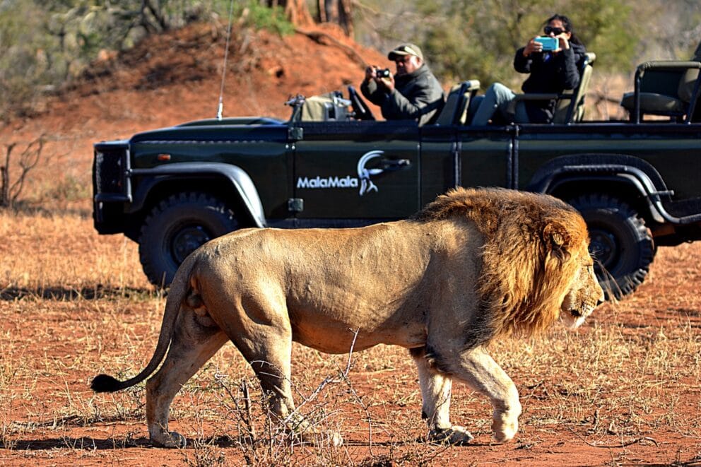 Lion walks past a safari vehicle in Mala Mala Game Reserve. Lions are one of the many animals found in South Africa.