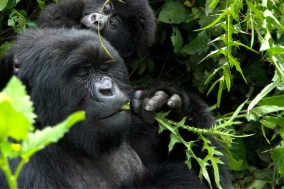 Baby gorilla eating leaves - Photo Credits - Singita Kwitonda Lodge