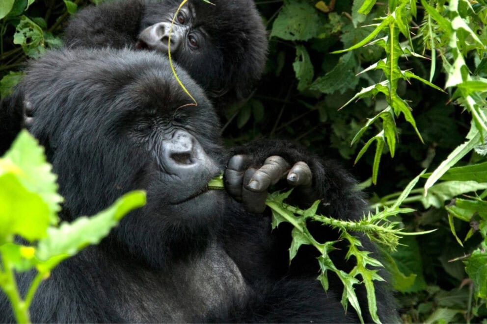 Baby gorilla eating leaves - Photo Credits - Singita Kwitonda Lodge