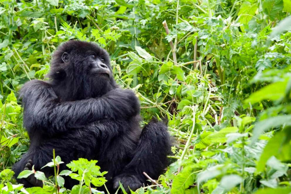 Gorilla 2 - Photo Credits - Singita Kwitonda Lodge